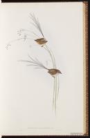 Southern Emu-wren plate 31