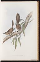 Thick-billed Grasswren plate 30