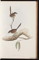Striated Grasswren plate 29