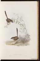 Thick-billed Grasswren plate 28