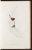 Red-backed Fairywren plate 27