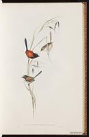 Red-backed Fairywren plate 26