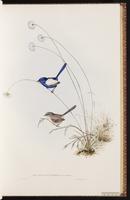 White-winged Fairywren plate 25