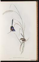 Variegated Fairywren plate 24