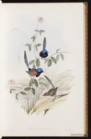 Blue-breasted Fairywren plate 23