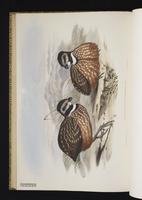 Gorgeted Wood Quail plate 31