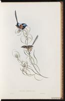 Red-winged Fairywren plate 22