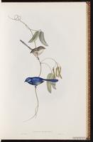 Splendid Fairywren plate 21