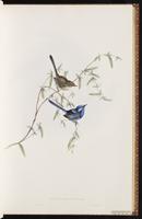 Splendid Fairywren plate 20