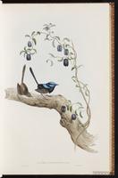 Superb Fairywren plate 19