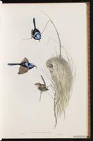 Superb Fairywren plate 18