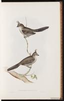 Chirruping Wedgebill plate 17