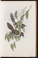 Western Whipbird plate 16
