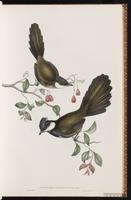 Eastern Whipbird plate 15