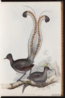 Superb Lyrebird plate 14