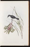 White-breasted Robin plate 13