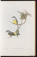 Western Yellow Robin plate 12