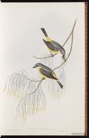 Eastern Yellow Robin plate 11
