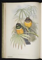 Red-billed trogon plate 13