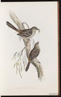 Southern Scrub Robin plate 10