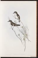 White-browed Robin plate 9