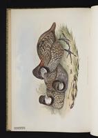 Venezuelan Wood Quail plate 30