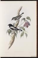 New Zealand Robin plate 7