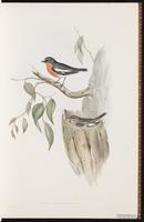 Flame Robin plate 6