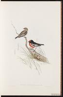 Red-capped Robin plate 5