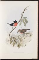Pacific Robin plate 4