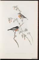 Pacific Robin plate 3