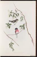 Rose Robin plate 2
