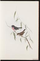 Pink Robin plate 1