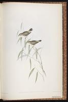 Weebill plate 103