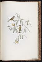 Green-backed Gerygone plate 102