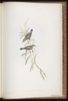 Mangrove Gerygone plate 101