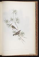 Large-billed Gerygone plate 100