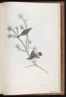 Western Gerygone plate 99