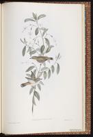 Western Gerygone plate 98