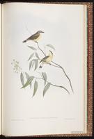 White-throated Gerygone plate 97
