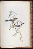 Spectacled Monarch plate 96