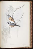 Black-faced Monarch plate 95