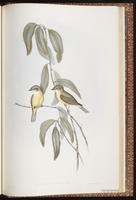 Lemon-bellied Flyrobin plate 94