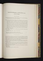 Monograph of the Odontophorinae, 1:196