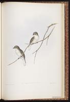 Jacky Winter plate 93