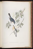 Broad-billed Flycatcher plate 92