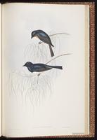 Satin Flycatcher plate 91