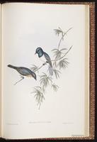 Leaden Flycatcher plate 90