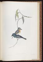 Leaden Flycatcher plate 89