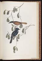 Shining Flycatcher plate 88